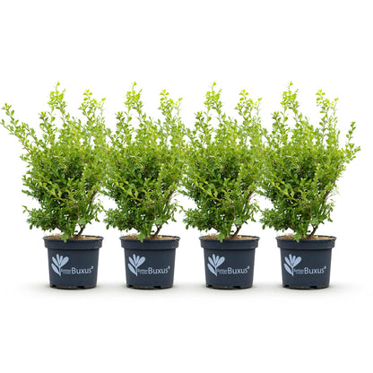 Green boutiQ - Buxus Haag - BetterBuxus Babylon Beauty - Resistant tegen de Buxus schimmel - 4 planten - 1 strekkende meter - pot 19cm hoogte 50-55