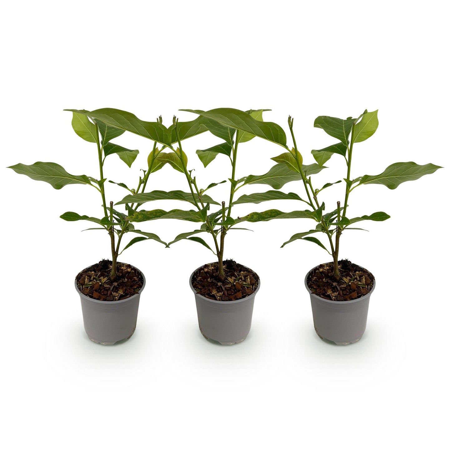 Green boutiQ - Tuinplant - Magnolia Genie - Bloem Paars - 3 Planten - Bladverliezend - Weinig Onderhoud - Pot 12cm Hoogte 30cm
