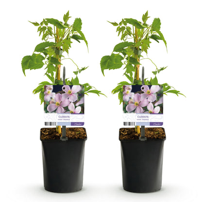 Clematis montana 'Rubens' Clematis - 2 planten - Pot 11cm - Hoogte 40cm