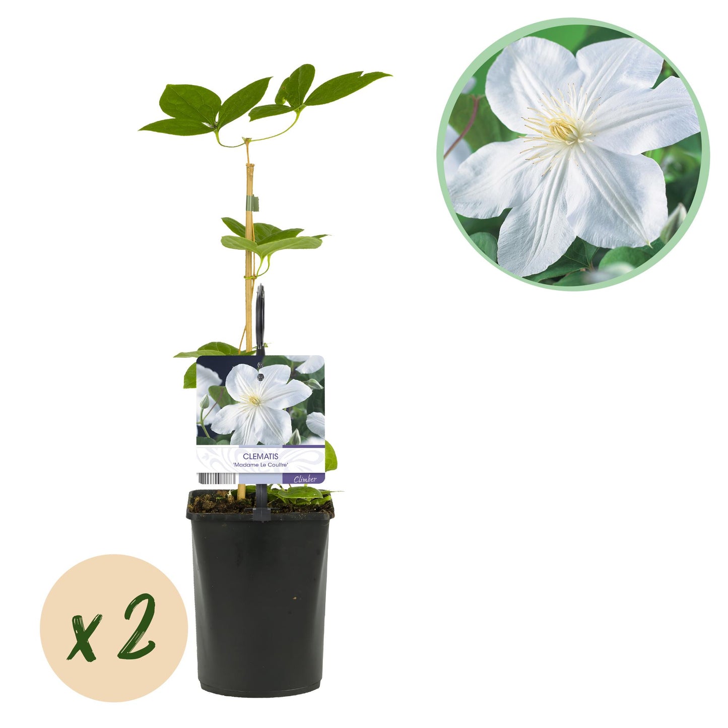 Clematis 'Madame Le Coultre' - Clematis - 2 planten - Pot 11cm - Hoogte 40cm