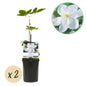 Clematis 'Madame Le Coultre' - Clematis - 2 planten - Pot 11cm - Hoogte 40cm