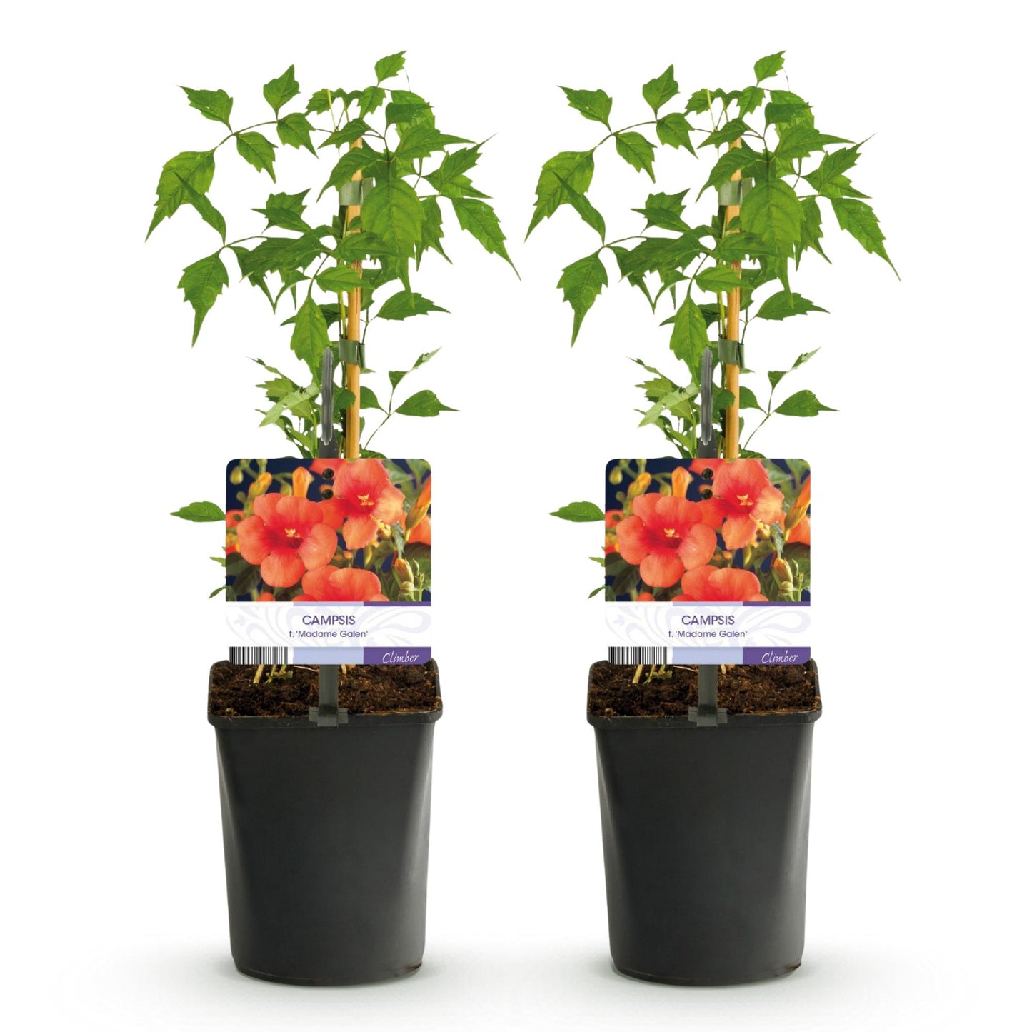 Campsis radicans 'Madame Galen' - Trompetbloem