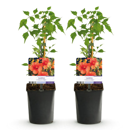 Campsis radicans 'Madame Galen' - Trompetbloem