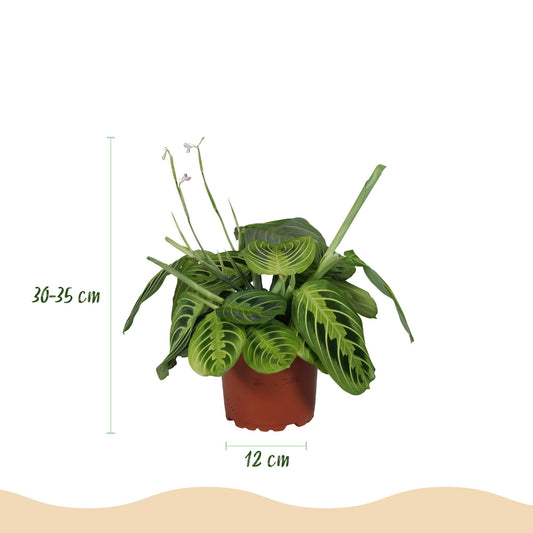 Green boutiQ - Kamerplant - Maranta Fascinator Lemon Lime - Gebedsplant - Huisdiervriendelijke Plant - Groen - 1 Plant - met Mand - Pot 12cm - Hoogte 25cm