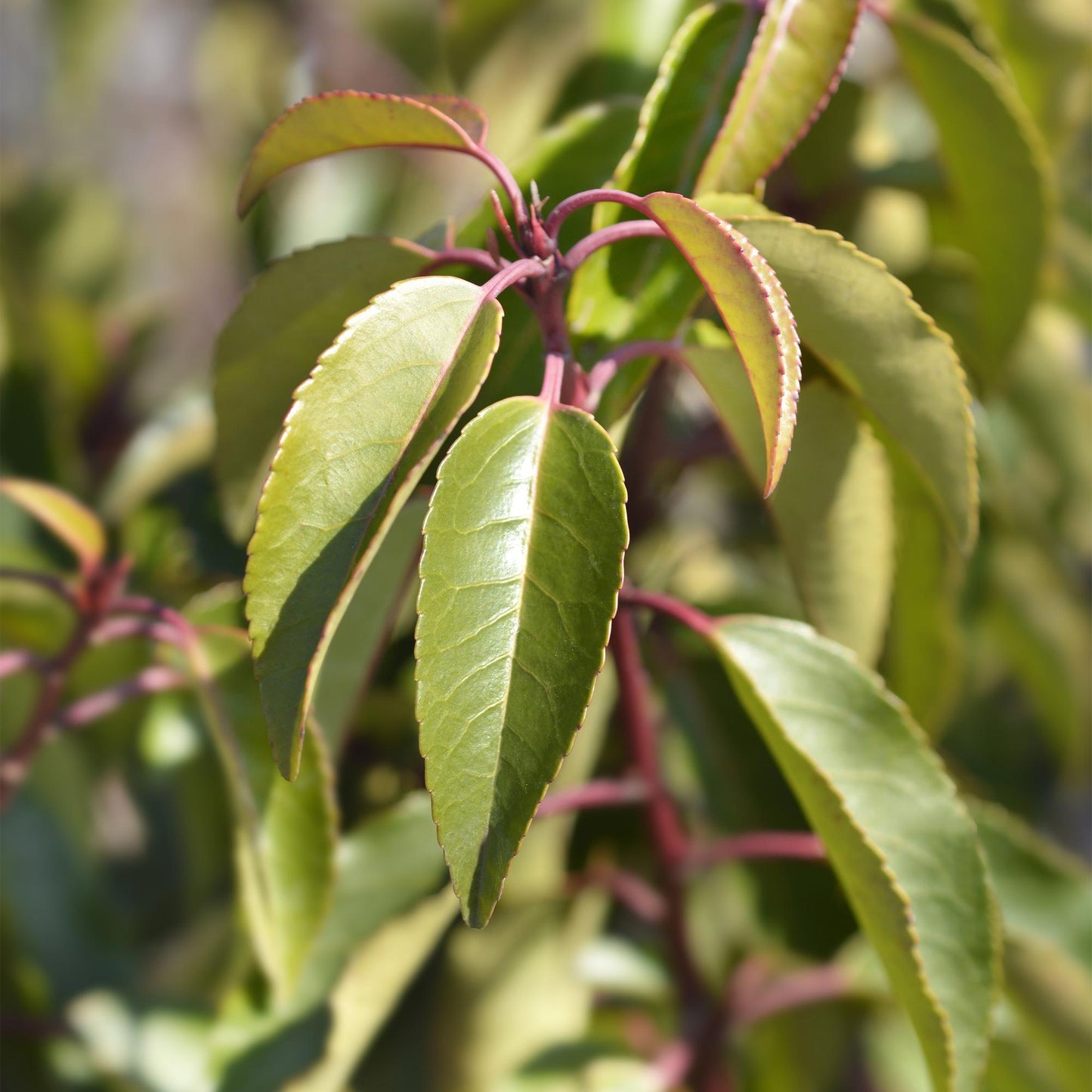 Prunus lusitanica 'Angustifolia' - Portugese Laurier - hoogte 30-35cm