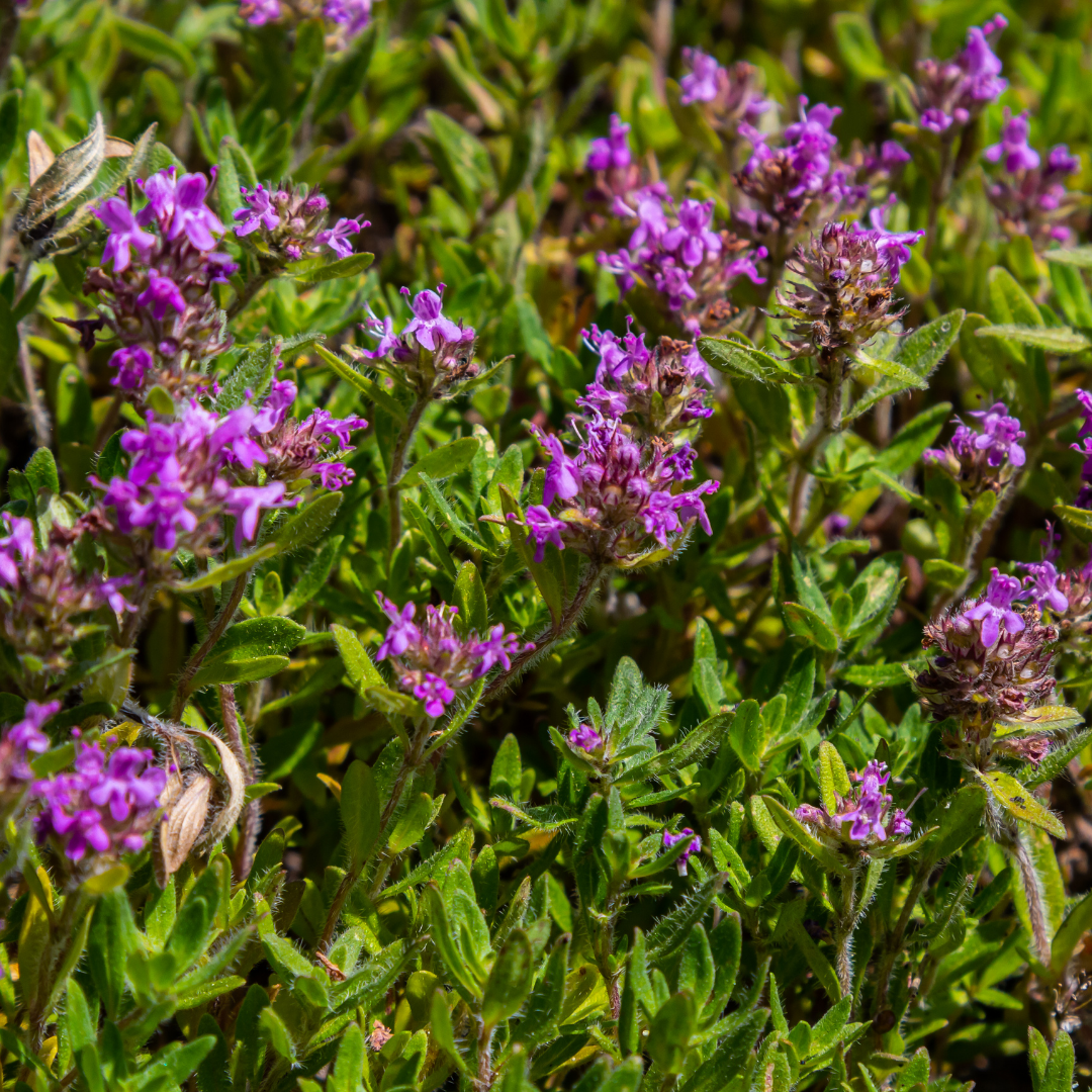 Thymus serpyllum - Kruiptijm