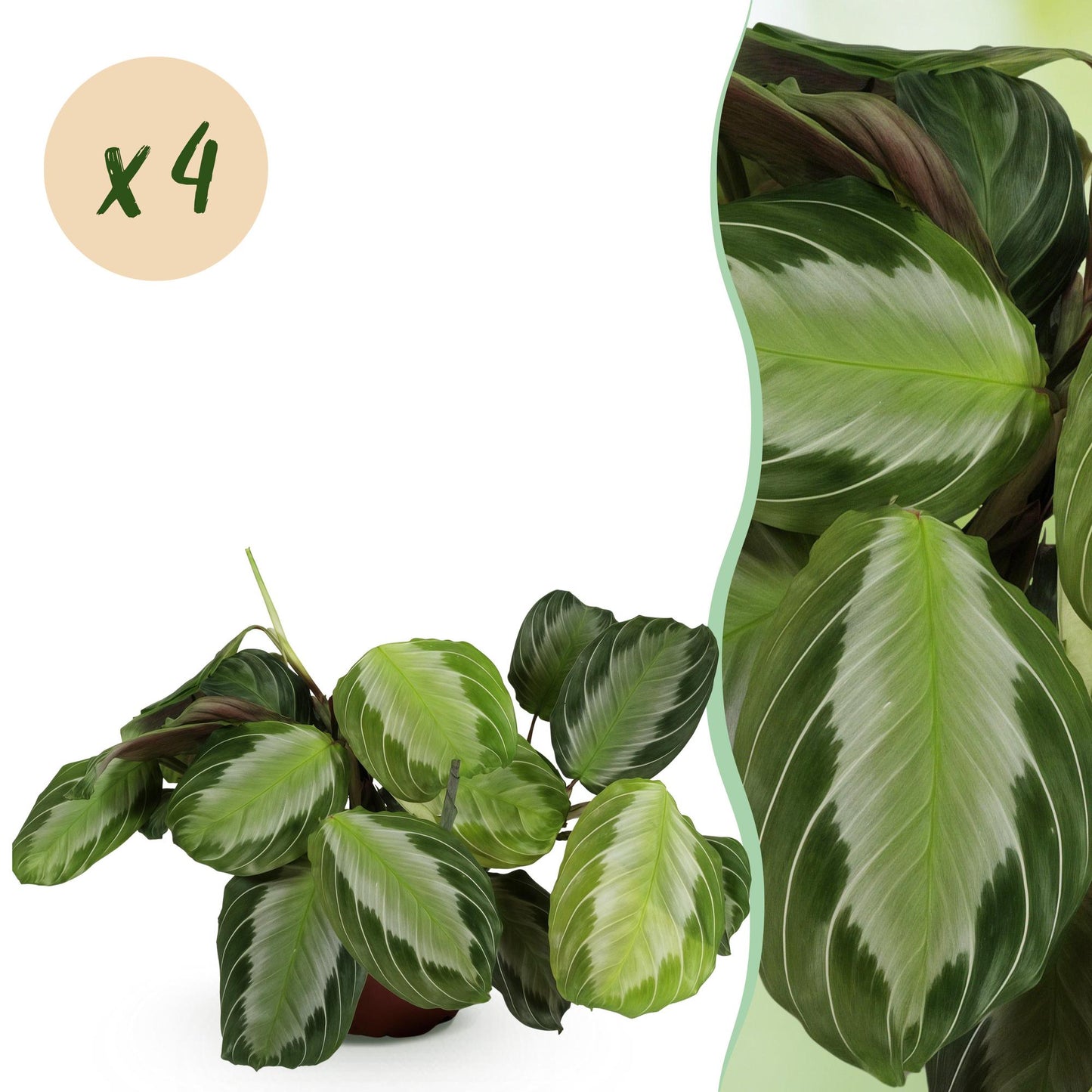 Green boutiQ - Kamerplant - Maranta Fascinator Silverband - Gebedsplant - Huisdiervriendelijk - Groen - 4 Planten - Pot 12cm - Hoogte 30-35cm