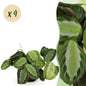 Green boutiQ - Kamerplant - Maranta Fascinator Silverband - Gebedsplant - Huisdiervriendelijk - Groen - 4 Planten - Pot 12cm - Hoogte 30-35cm