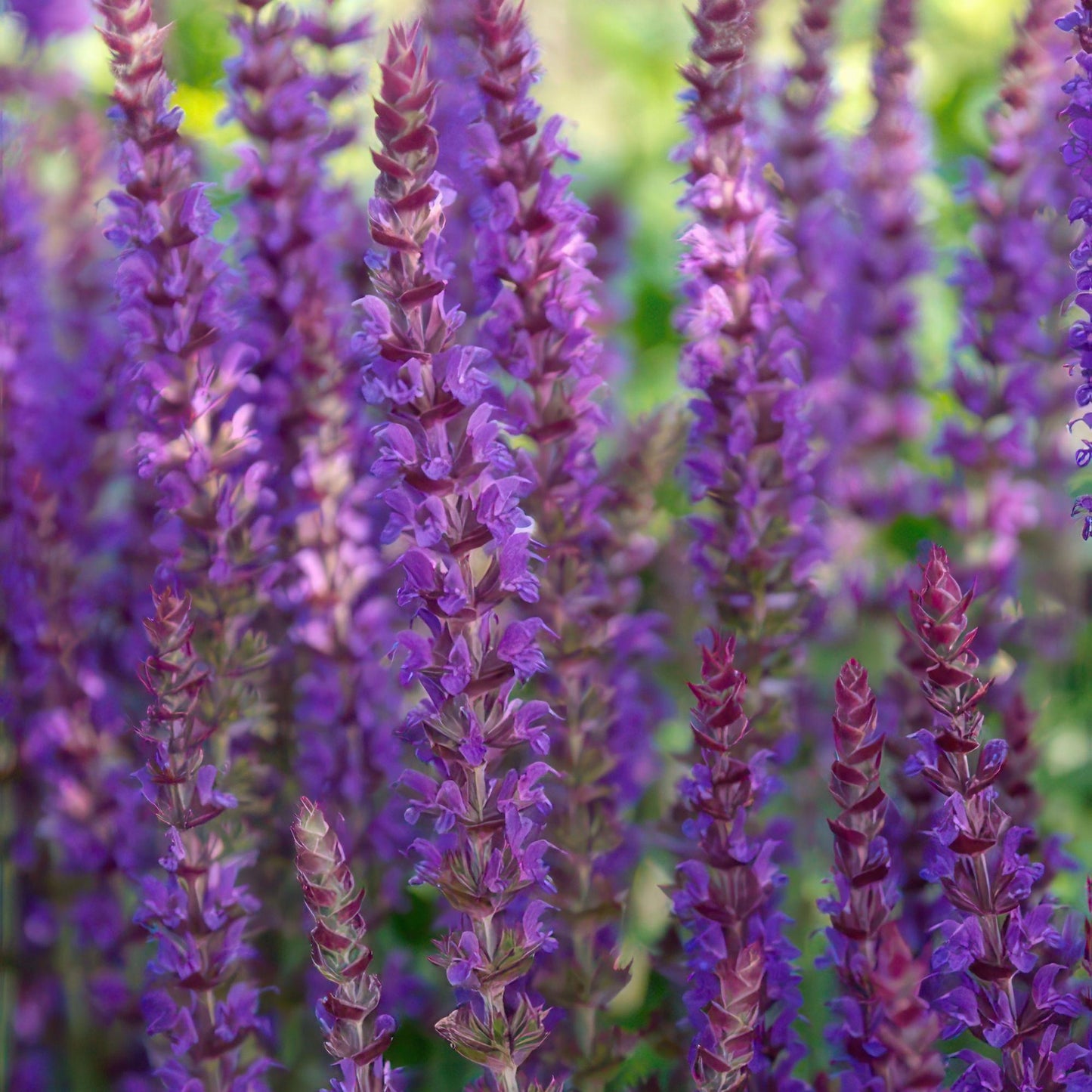 Salvia nememrosa 'Ostfriesland' - Siersalie