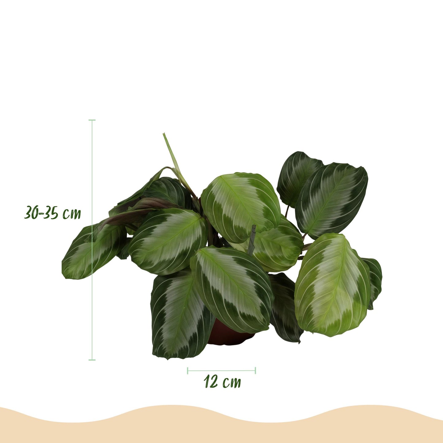 Green boutiQ - Kamerplant - Maranta Fascinator Silverband - Gebedsplant - Huisdiervriendelijke Plant - Groen - 1 Plant - met Potter Grijs - Pot 12cm - Hoogte 25cm