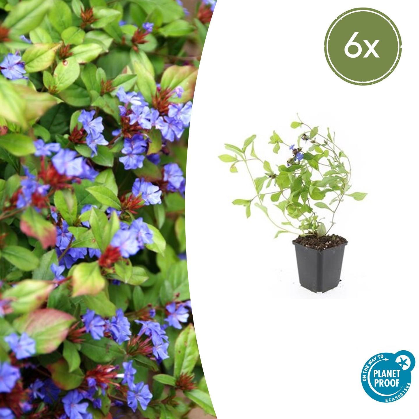 Ceratostigma plumbaginoides - Loodkruid