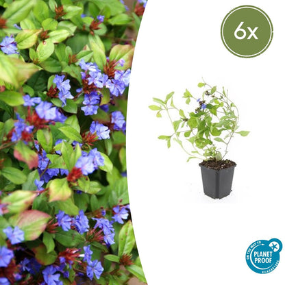 Ceratostigma plumbaginoides - Loodkruid