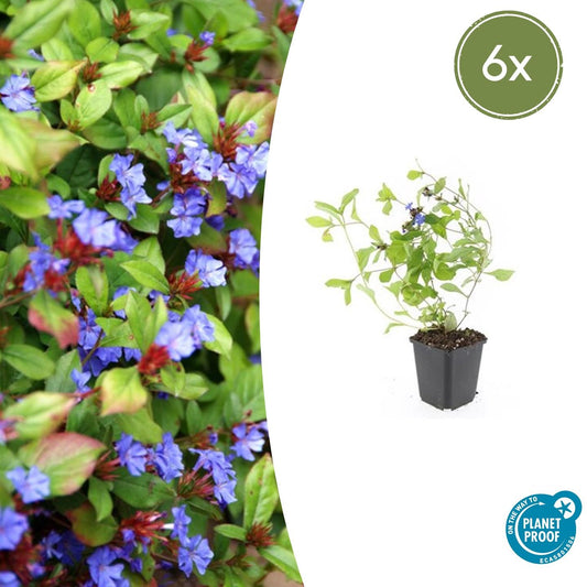 Ceratostigma plumbaginoides - Loodkruid