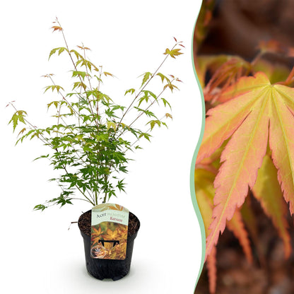 Acer palmatum 'Katsura' - Japanse Esdoorn -  hoogte 70cm