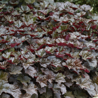 Heuchera micrantha 'Palace Purple' - Purperklokje