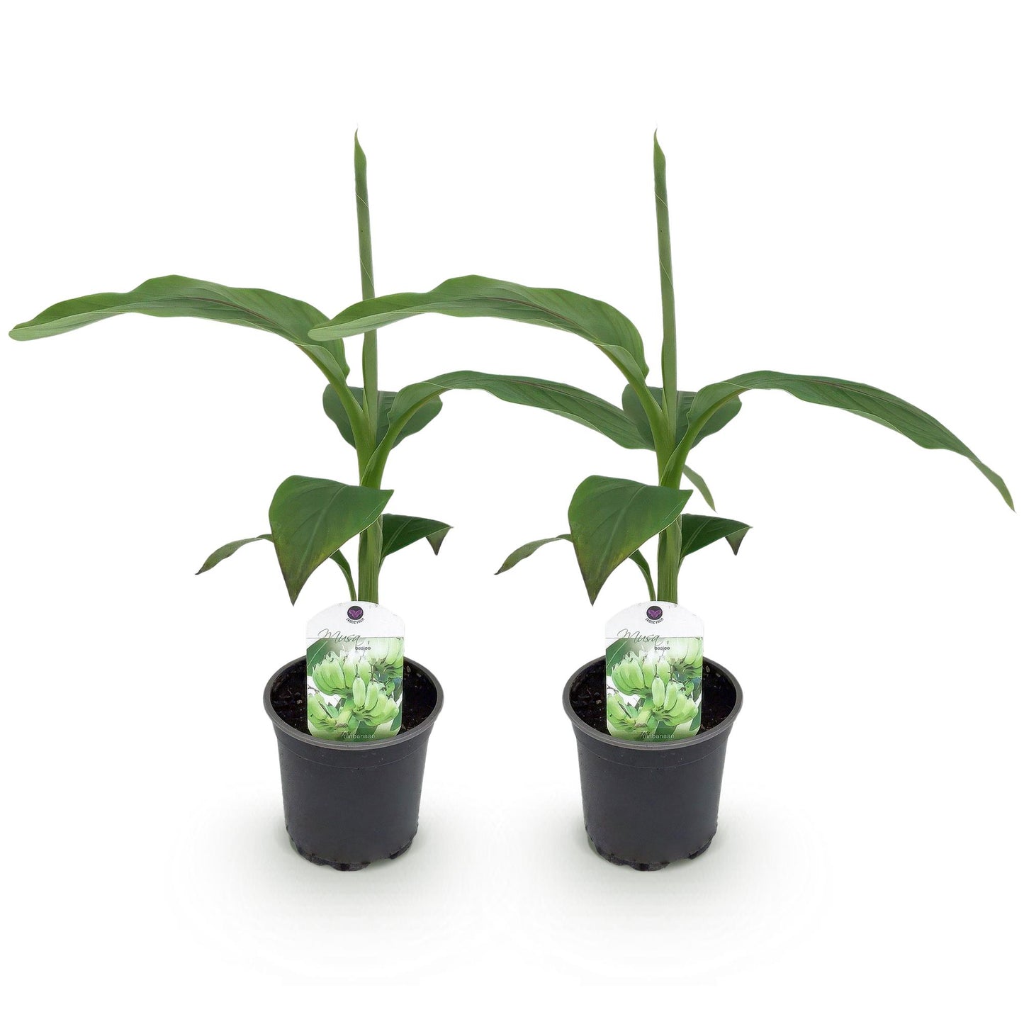Musa 'Basjoo' - winterharde Bananenboom - 2 planten - Pot 12cm - Hoogte 30cm