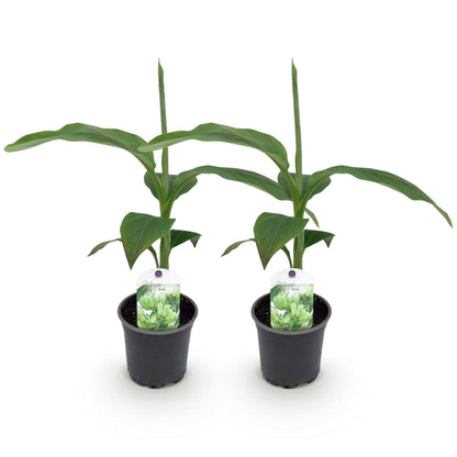 Musa 'Basjoo' - winterharde Bananenboom - 2 planten - Pot 12cm - Hoogte 30cm