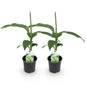 Musa 'Basjoo' - winterharde Bananenboom - 2 planten - Pot 12cm - Hoogte 30cm