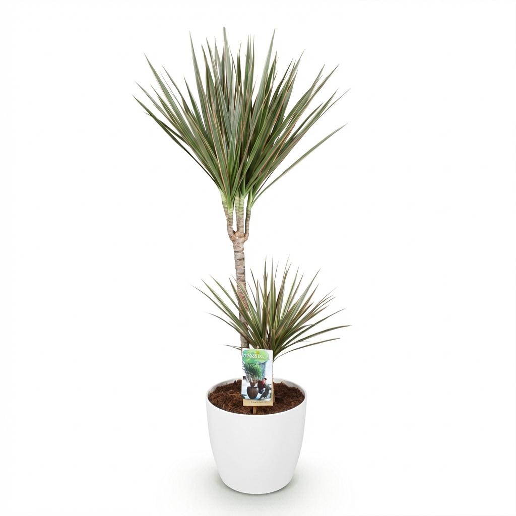 Dracaena Marginata Bicolor - Drakenbloedboom - incl. pot wit - pot 21cm - hoogte 90-100cm