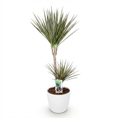 Dracaena Marginata Bicolor - Drakenbloedboom - incl. pot wit - pot 21cm - hoogte 90-100cm