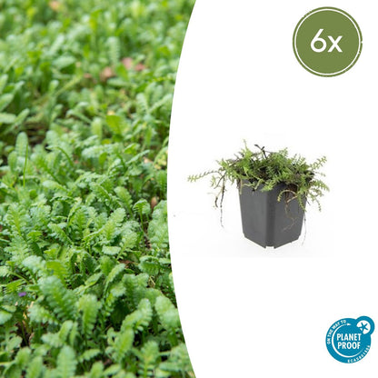 Leptinella squalida - Koperknoopje