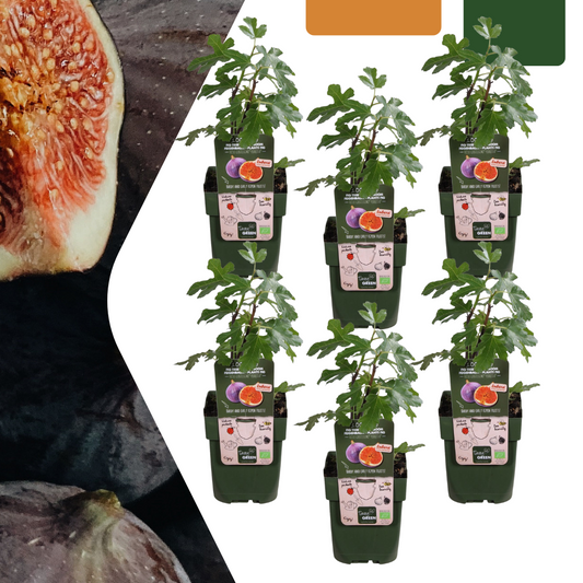 6 x Biologische Vijgenbomen - Ø 13 cm - ↨ 20 cm