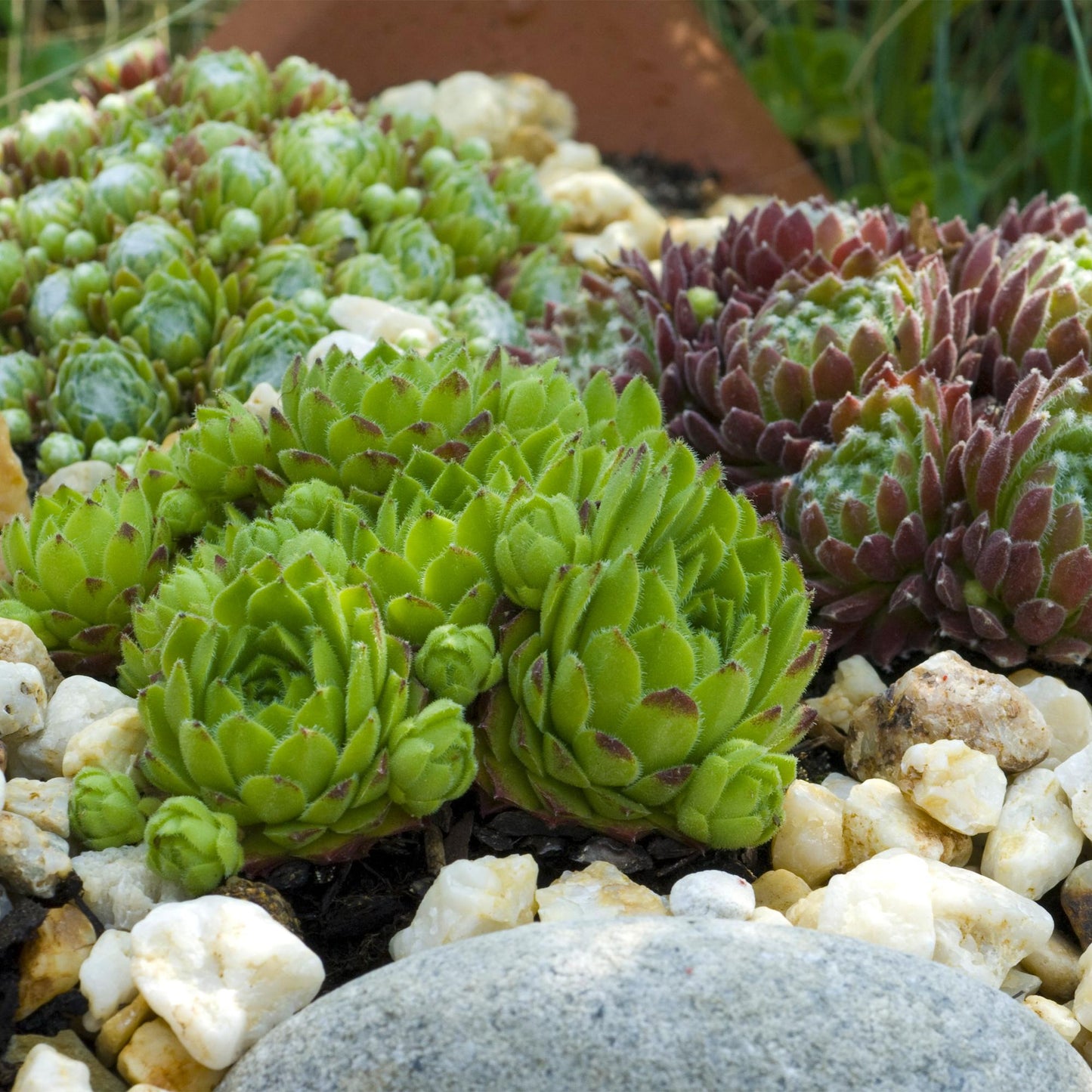 Sempervivum 'Big Sam' - Huislook - hoogte 17