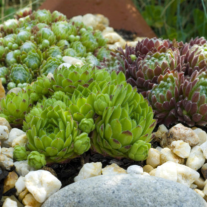Sempervivum 'Big Sam' - Huislook - hoogte 17