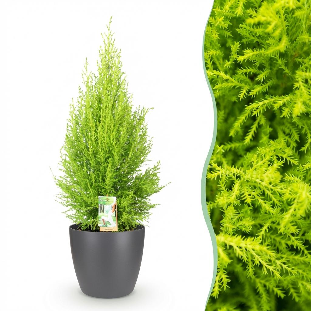 Cupressus Gold Crest Wilma - Kamerconifeer - incl. pot grijs - pot 21cm - hoogte 85-95cm