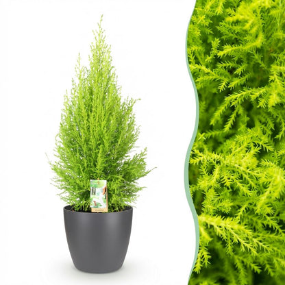 Cupressus Gold Crest Wilma - Kamerconifeer - incl. pot grijs - pot 21cm - hoogte 85-95cm