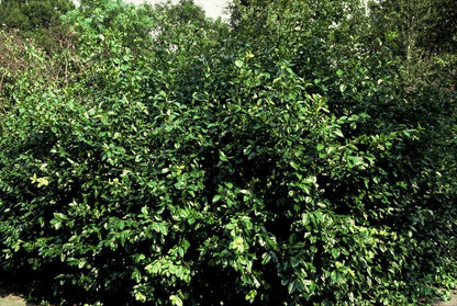 Euonymus fort. 'Coloratus' - Kardinaalshoed