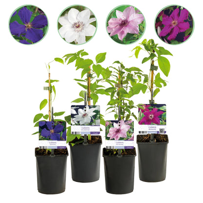 Clematismix  'Rainbow' - Bloem Roze Wit Paars Rood - 4 planten - Pot 11cm - Hoogte 40cm