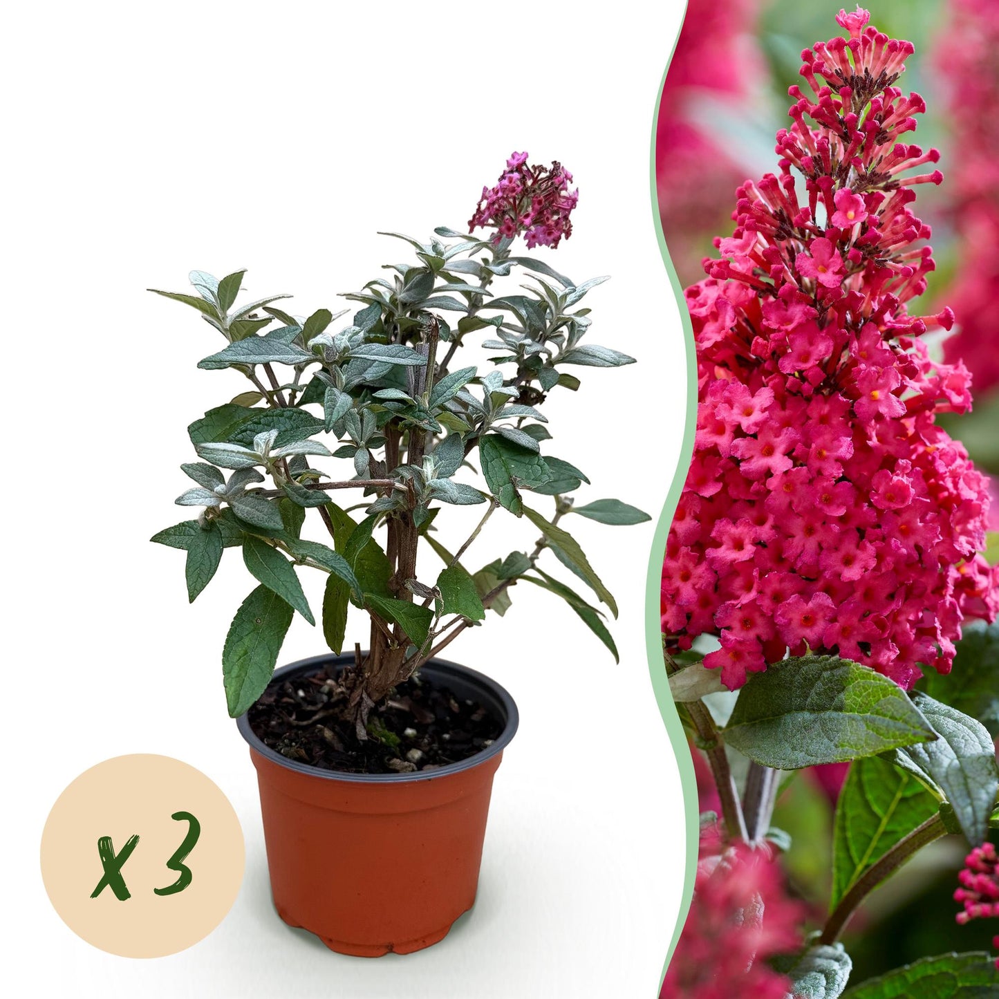 Green boutiQ - Tuinplant - Buddleja davidii Butterfly Candy Little Ruby - Vlinderstruik - Compact - Rood - 3 Planten - Pot 12cm - Hoogte 20-25cm