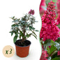 Green boutiQ - Tuinplant - Buddleja davidii Butterfly Candy Little Ruby - Vlinderstruik - Compact - Rood - 3 Planten - Pot 12cm - Hoogte 20-25cm