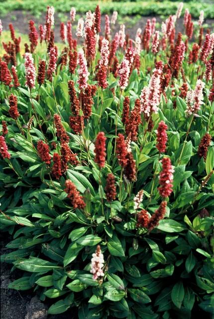 Persicaria affinis 'Darjeeling Red' - Duizendknoop
