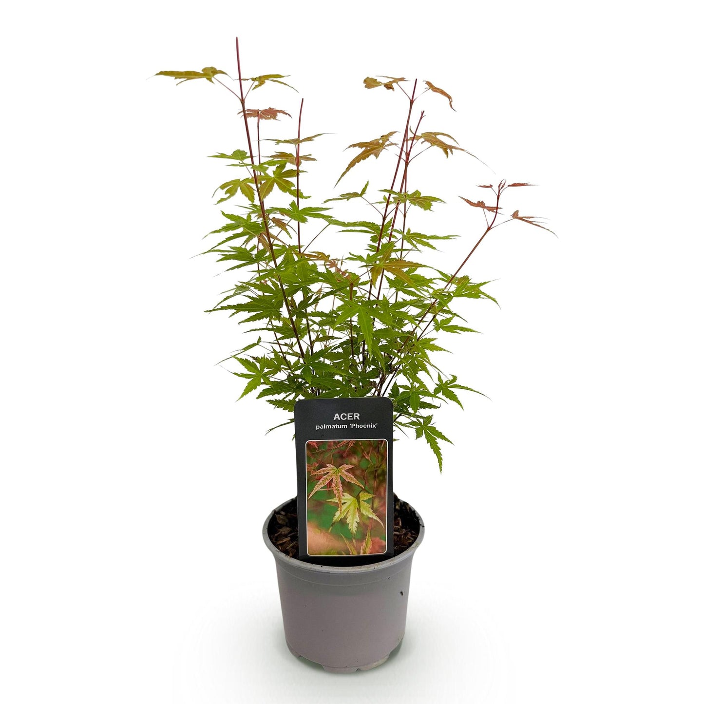 Acer palmatum 'Phoenix' - Roze - 1 Plant - Japanse Esdoorn - hoogte 35cm