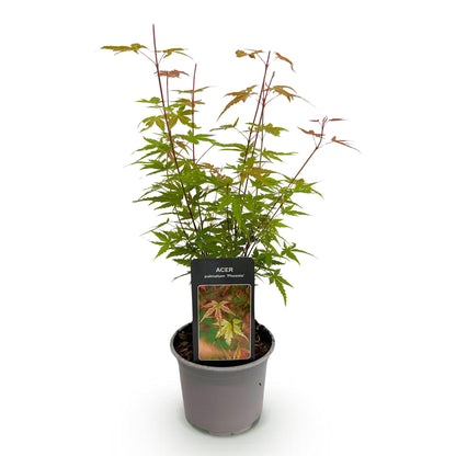 Acer palmatum 'Phoenix' - Roze - 1 Plant - Japanse Esdoorn - hoogte 35cm