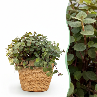 Calissia repens - Kattengras - incl. mand - pot 12cm - hoogte 17-20cm
