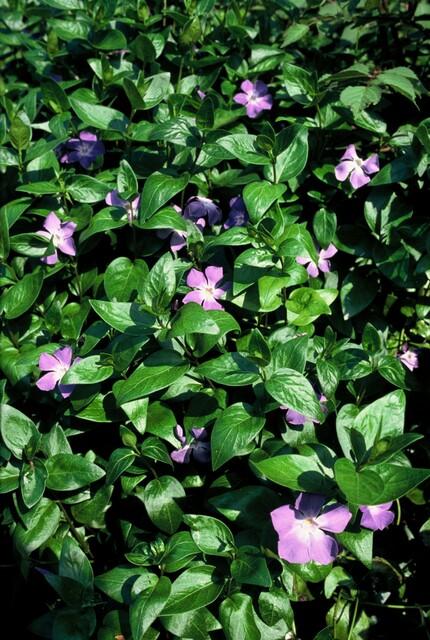 Vinca major - Maagdenpalm
