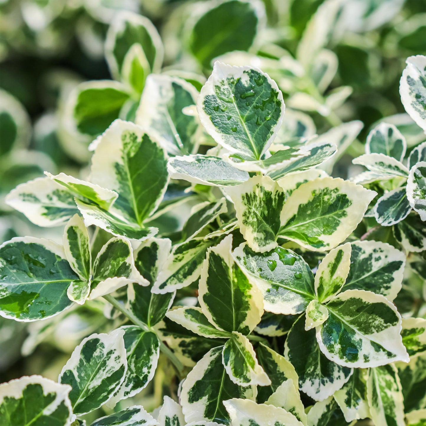Euonymus fortunei 'Emerald Gaiety' op stam - Kardinaalshoed - hoogte 90cm