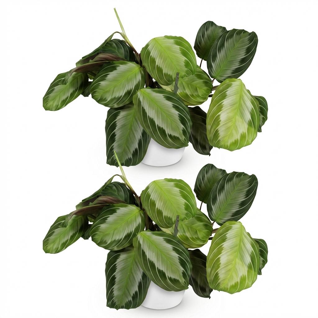 Green boutiQ - Kamerplant - Maranta Fascinator Silverband - Gebedsplant - Huisdiervriendelijke Plant - Groen - 2 Planten - met Potter Wit - Pot 12cm - Hoogte 25cm