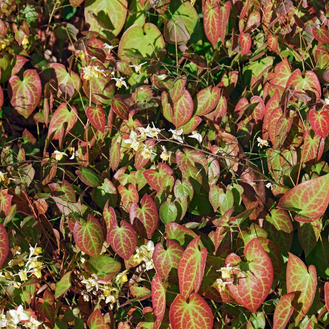 Epimedium y. 'Niveum' - Elfenbloem