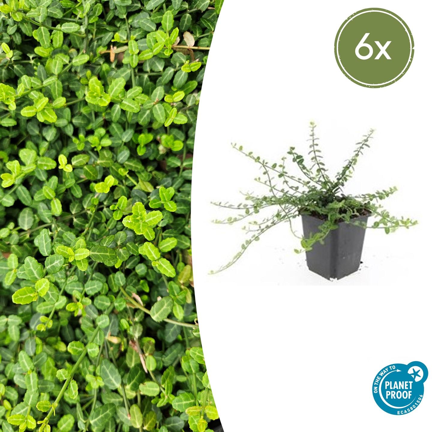 Euonymus fort. 'Minimus' - Japanse Kardinaalshoed