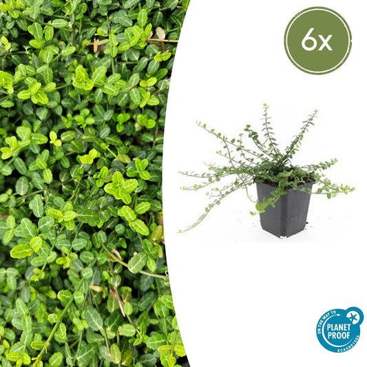 Euonymus fort. 'Minimus' - Japanse Kardinaalshoed