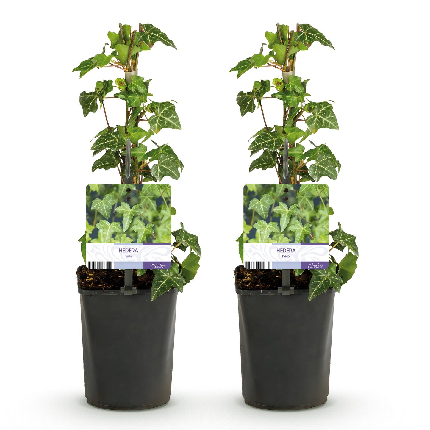 Hedera helix 'Glacier' - kleinbladige Klimop