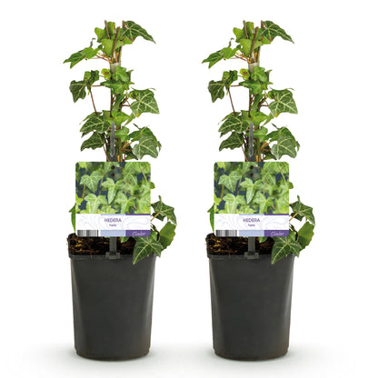 Hedera helix 'Glacier' - kleinbladige Klimop