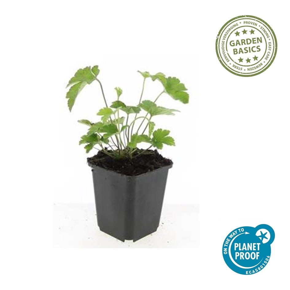 Anemone tom. 'Robustissima' - Anemoon
