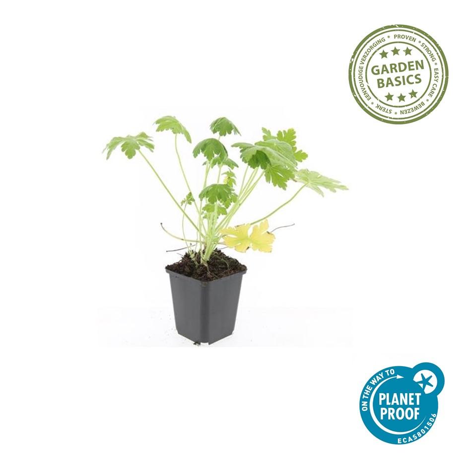 Geranium macrorrhizum 'Spessart' - Ooievaarsbek