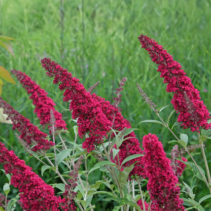 Buddleja davidii 'Royal Red' - Vlinderstruik - hoogte 45cm