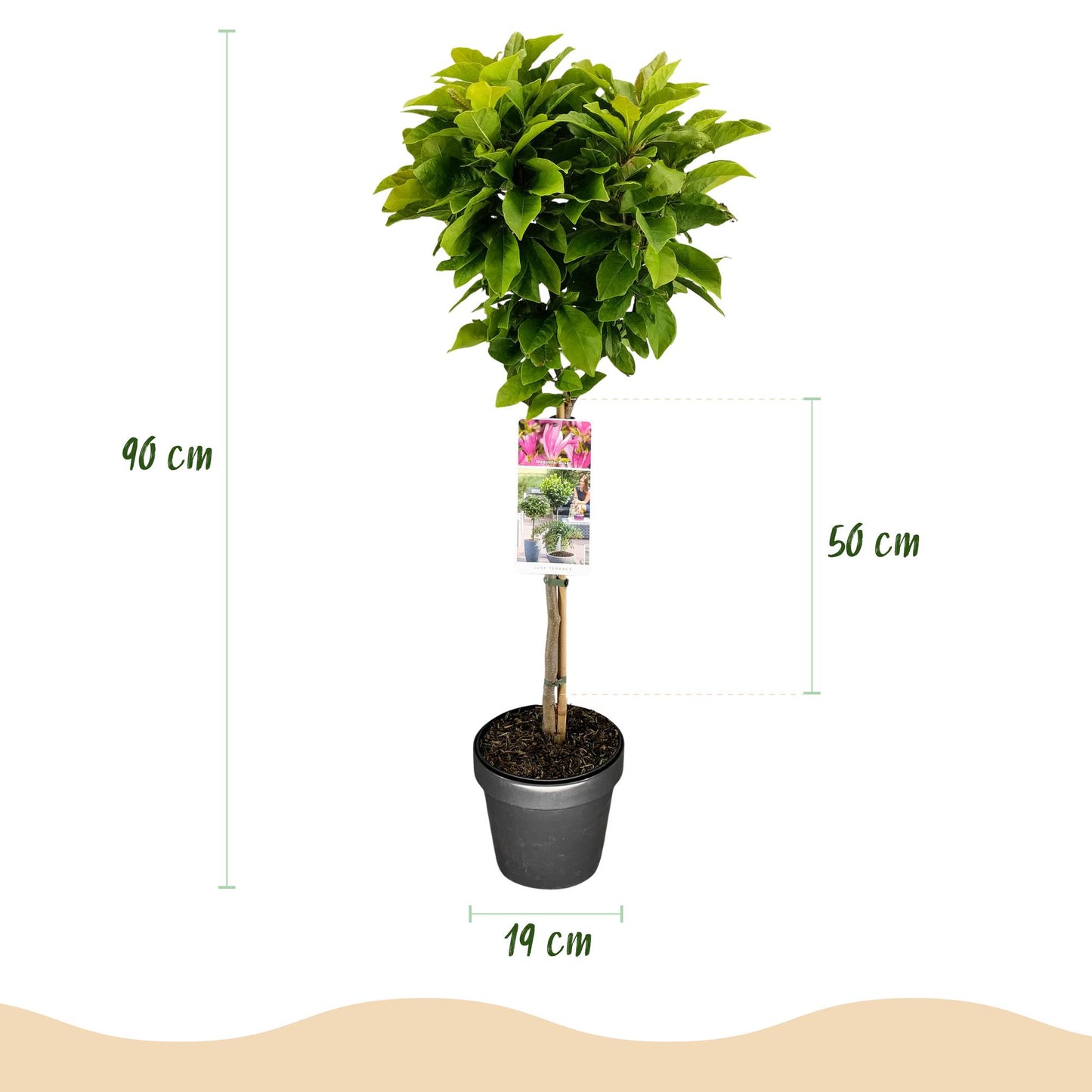 Magnolia 'Susan' op stam - Magnolia - hoogte 90cm